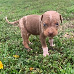 Male 1 - Red merle male Catahoula Leopard Dog puppy in Gadsden, Alabama from Rich Cat’s