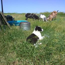 Border Collie Puppies from Stag Valley Homestead