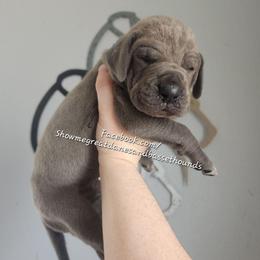 Blue Collar - Blue male Great Dane puppy in Alton, Illinois from Show Me Great Danes and Basset Hounds