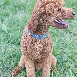 Goldendoodles from Houstonwehavedoodles