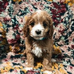 Light Blue Boy - Red  male Goldendoodle puppy in Richmond, Kentucky from The Doting Doodle