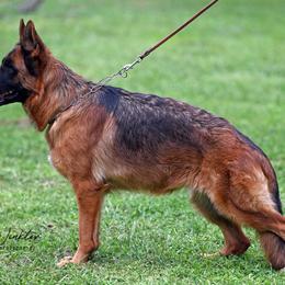 Eida - German Shepherd