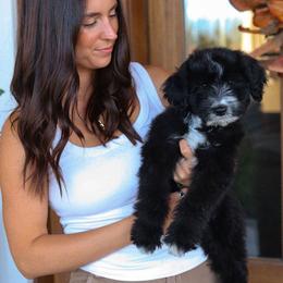 Charles - Black and white male Bernedoodle puppy in Yuba City, California from Ranch House Doodles