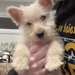 Black Collar Wheaten Boy - Scottish Terrier puppy from White Apple Kennel