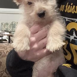 Black Collar Wheaten Boy - Scottish Terrier puppy from White Apple Kennel