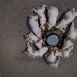Brittany Puppies from Center Ridge Brittanys