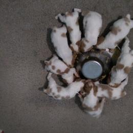 Brittany Puppies from Center Ridge Brittanys