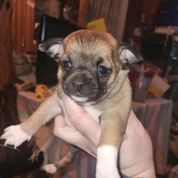 Ziggy - Fawn brindled black male Chihuahua puppy in Bethlehem, Pennsylvania from Steel City Exotics