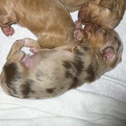 Jax - Dapple male Dachshund puppy in Hazlehurst, Georgia from DrakeFire Dachshunds