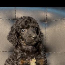Eclipse - Phantom female Poodle puppy in Corona, California from Garden Of Poodles