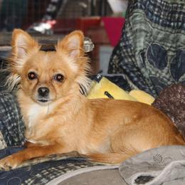 Canela - Chihuahua