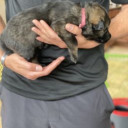 German Shepherd Puppies from Sua Sponte GSDs