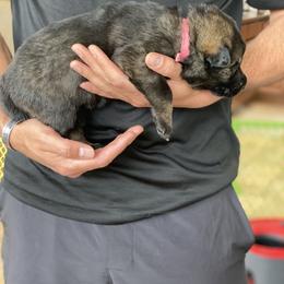 German Shepherd Puppies from Sua Sponte GSDs