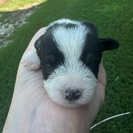 Girl 4 - Parti female Miniature Schnauzer puppy in West Point, Nebraska from Canyon Rose Schnauzers