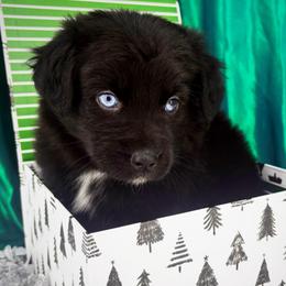 Charlotte - Black female Miniature Australian Shepherd puppy in Smithville, Arkansas from Cooper Creek Aussies