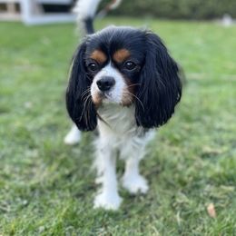 Tramp - Cavalier King Charles Spaniel