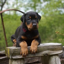Doberman Pinscher Puppies from HQ Dobermans
