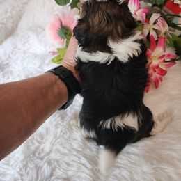 Shih Tzu Puppies from Grandma Ts Precious Puppies