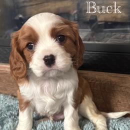 Buck - Blenheim male Cavalier King Charles Spaniel puppy in Romney, West Virginia from The Cozy Cavaliers