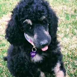 Poodles from UBER POODLES