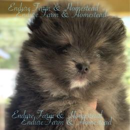 Sherbet - Tri-colored female Pomeranian puppy in Plantersville, Texas from Endure Farm Inc