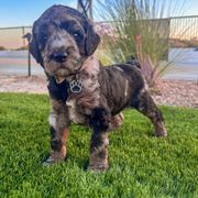 Captain - male Newfypoo puppy in California from Diaz Family Acres Doodles