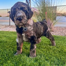 Captain - male Newfypoo puppy in California from Diaz Family Acres Doodles