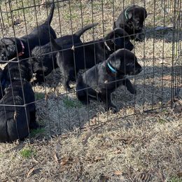 Labrador Retriever Puppies from Marshland Retrievers LLC