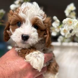 Krispy - Red male Cavapoo puppy in Yuciapa, California from AlltheDoodlez_