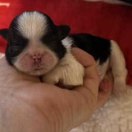 Colleen - Black and white female Shih Tzu puppy in Sharon, Pennsylvania from Keystone Danes and Shih tzus