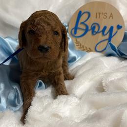 Blue boy - Red  male Poodle puppy in Bowling Green, Kentucky from Ritzy Red Poodles
