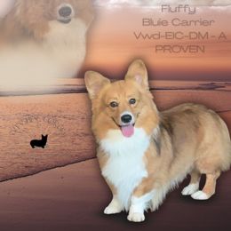 Motley - Pembroke Welsh Corgi
