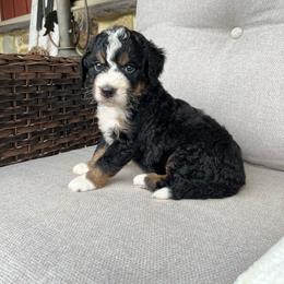 Rocky - Tri-color male Bernedoodle puppy in Holtwood, Pennsylvania from Country Ridge Puppies