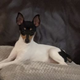 Ellie - Toy Fox Terrier