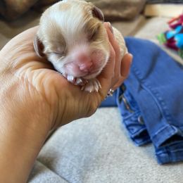 Girl 1 - Cavalier King Charles Spaniel puppy in Otsego, Minnesota from Heartland Cavaliers