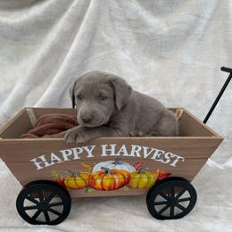 Silver orange collar - Silver female Dilute Retriever puppy in Teton County, Montana from East Front Labradors & Treasure State Schnauzers