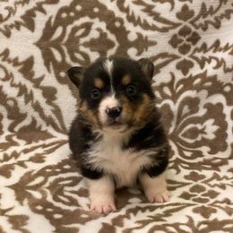 Pembroke Welsh Corgi Puppies from JK Corgis