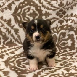 Pembroke Welsh Corgi Puppies from JK Corgis