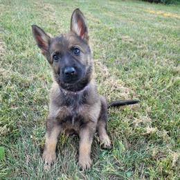 Wildfire (Purple female) - Sable female German Shepherd puppy in Winchester, Kentucky from Del Lago Canine