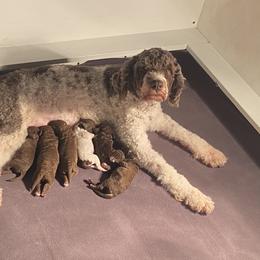 Lagotto Romagnolo Puppies from Ohio Primo Lagotto Romagnolo