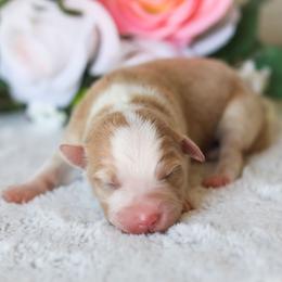 Sarah - Red & white female Miniature American Shepherd puppy in Tonopah, Arizona from King's Miniature American Shepherds