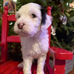Donner - Black and white male Bernedoodle puppy in Williamston, South Carolina from Sassy Bob’s Dogs