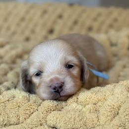 Beau - Cream male Dachshund puppy in Wharton County, Texas from Country Bumpkins