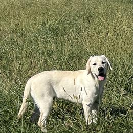 Labrador Retriever Puppies from Country Road Acres