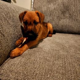 Murphy - Red male Irish Terrier puppy in Splendora, Texas from Cloverdell Irish