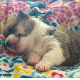 Pembroke Welsh Corgi Puppies from Carolina cotton candy corgis