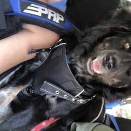 Benelli - Miniature Australian Shepherd