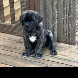 Cane Corso Puppies from Palazzo Cane Corso