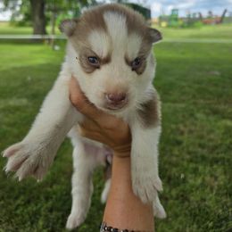 Girl 1 - Red and white female Siberian Husky puppy in Bingham, Illinois from Siberian Instincts Kennel