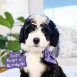 Bailey - Tri-color female Bernedoodle puppy in Port Orange, Florida from Royal doodles of Florida